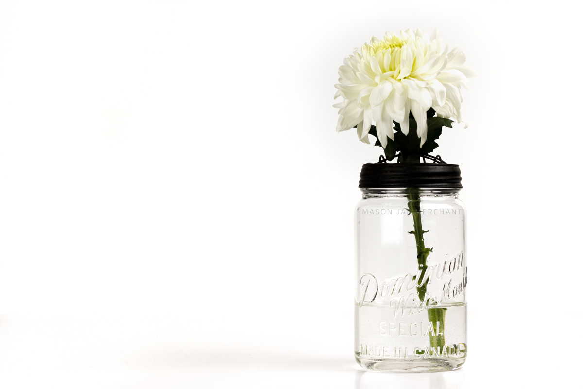 A Vintage wide mouth Dominion mason jar quart used as a flower vase and is shown against a white background