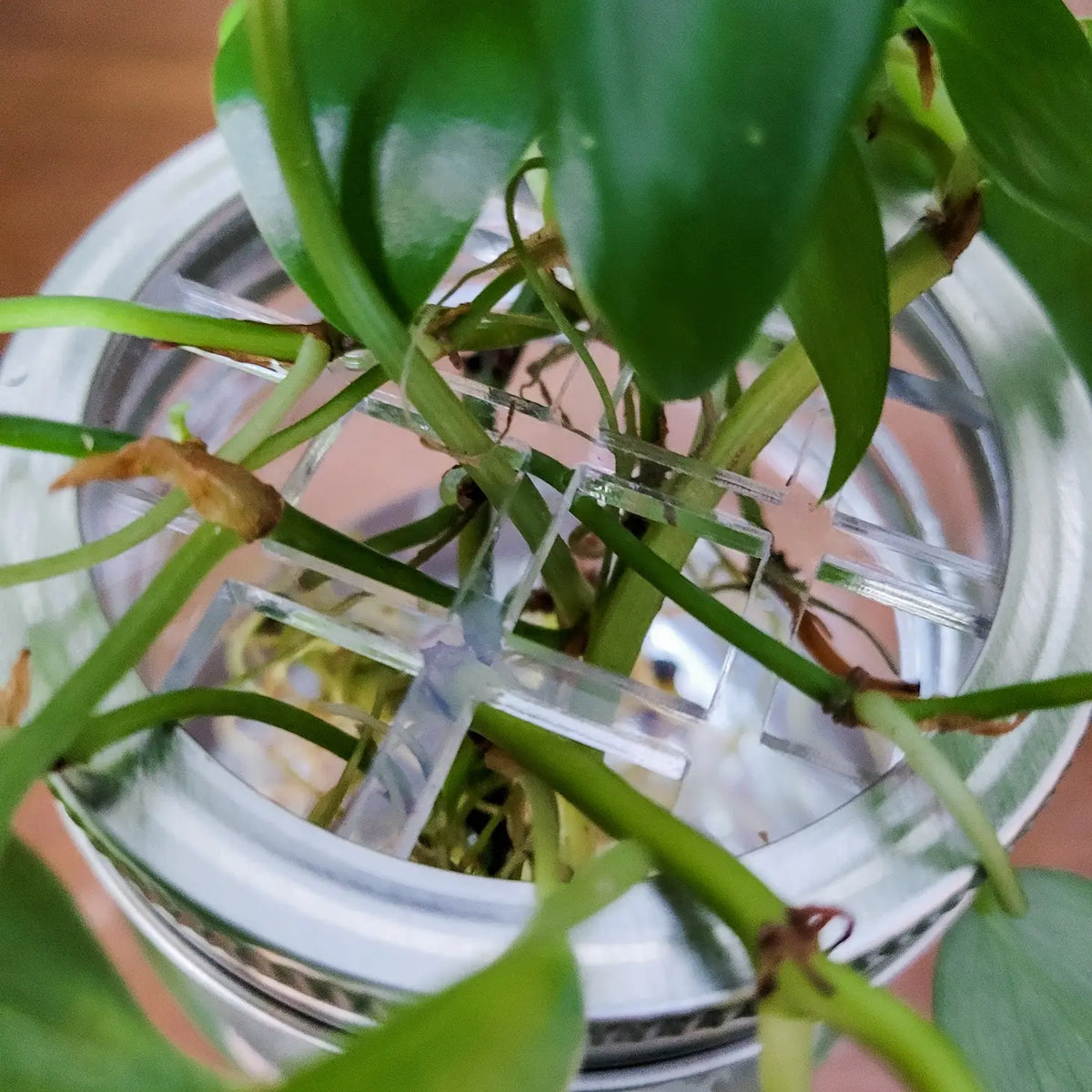 Leaf &amp; Node Mason Jar Lid Inserts - Plant Propagation and Flower Vase | Combo Packs with 1 Grid &amp; 1 Bullseye Lid