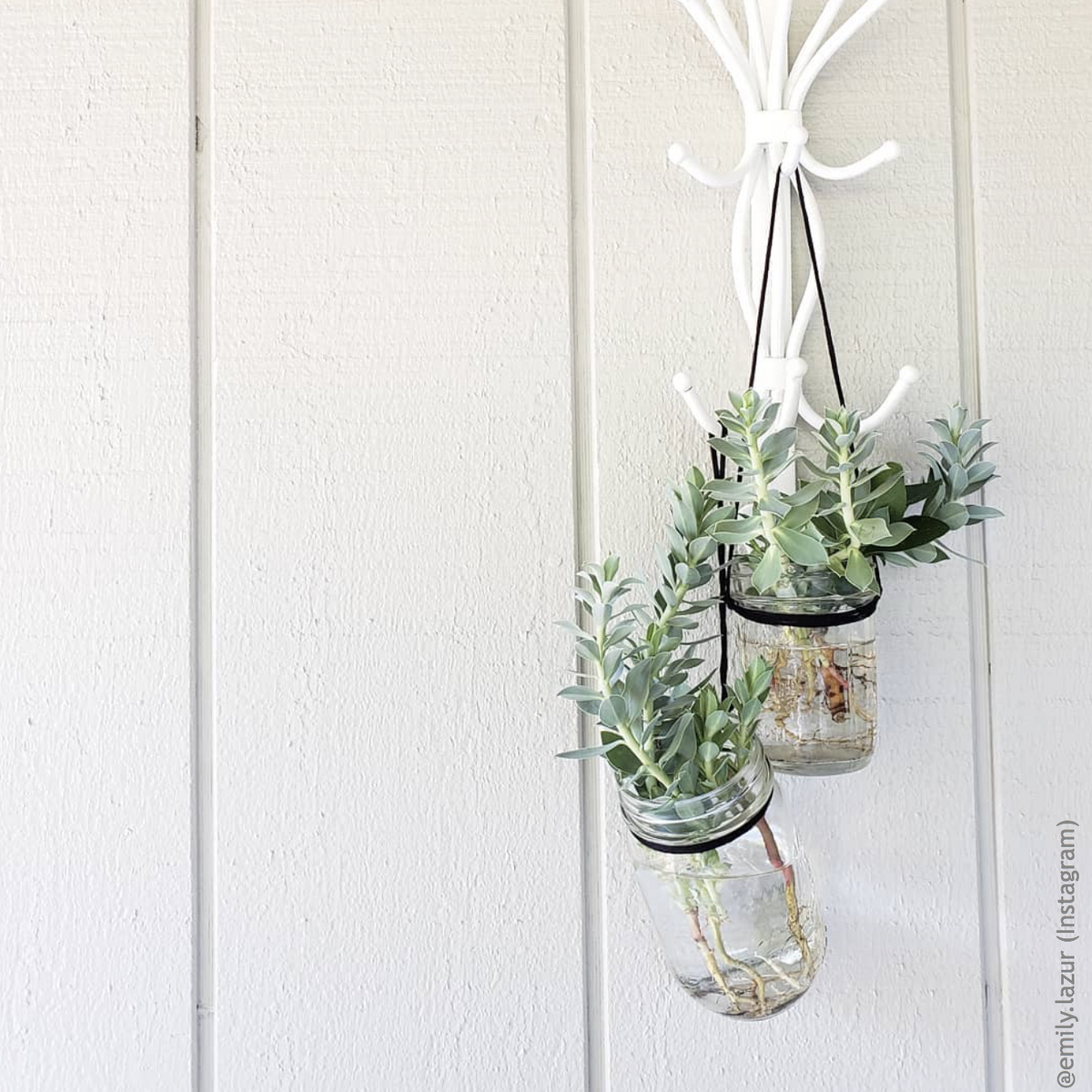 A Vintage &#39;Special&#39; (Ribbed) Wide Mouth Quart with succulents and is used as a hanging pot on a white wall 